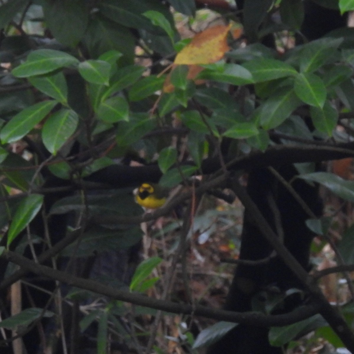 Болотянка чорногорла - ML645964972