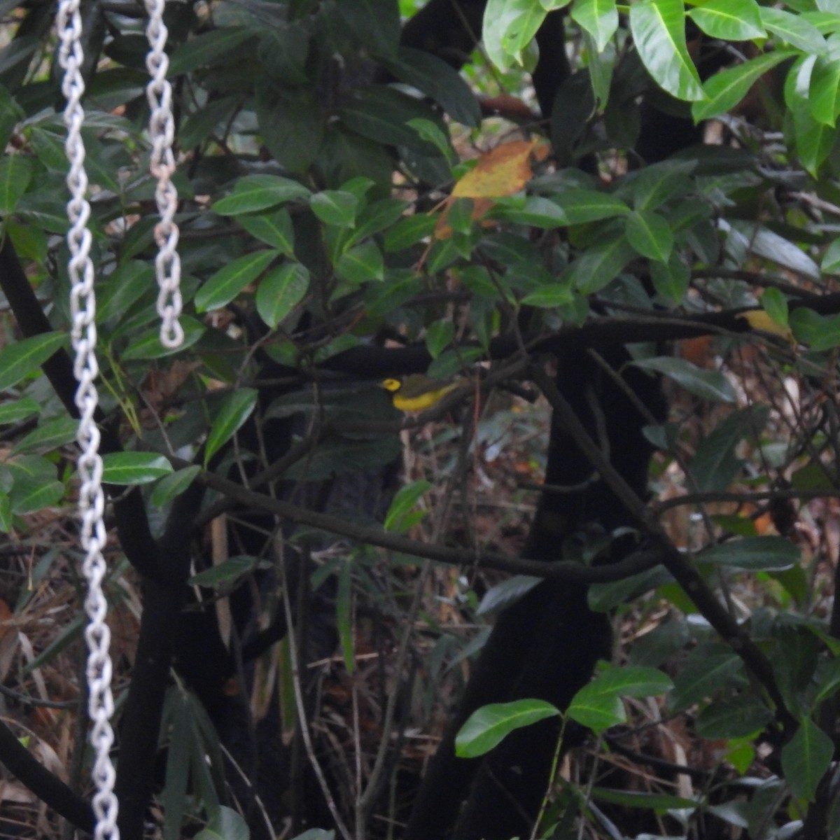 Болотянка чорногорла - ML645964973