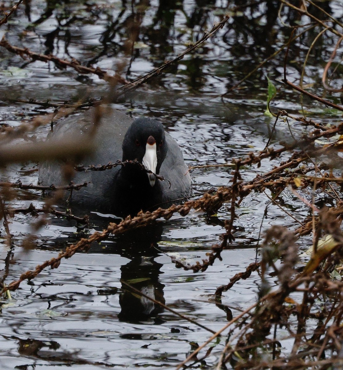 Лиска американська - ML645964974