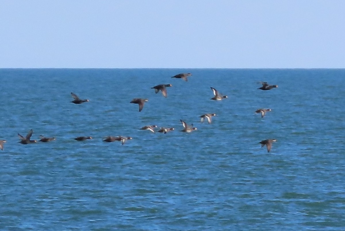 Морская чернеть - ML645964975