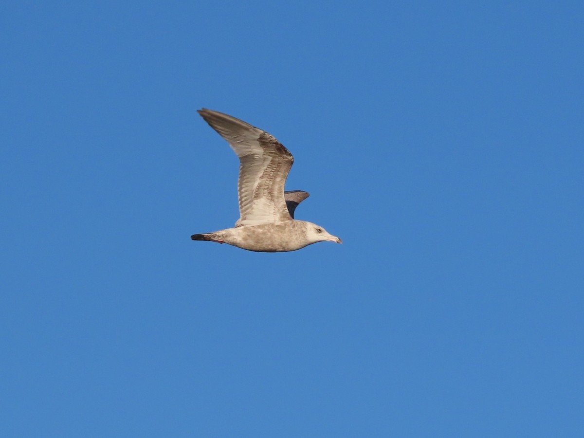 Мартин американський - ML645964978