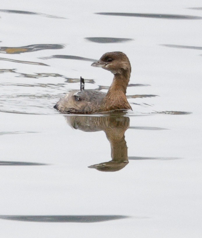 Пірникоза рябодзьоба - ML645964979