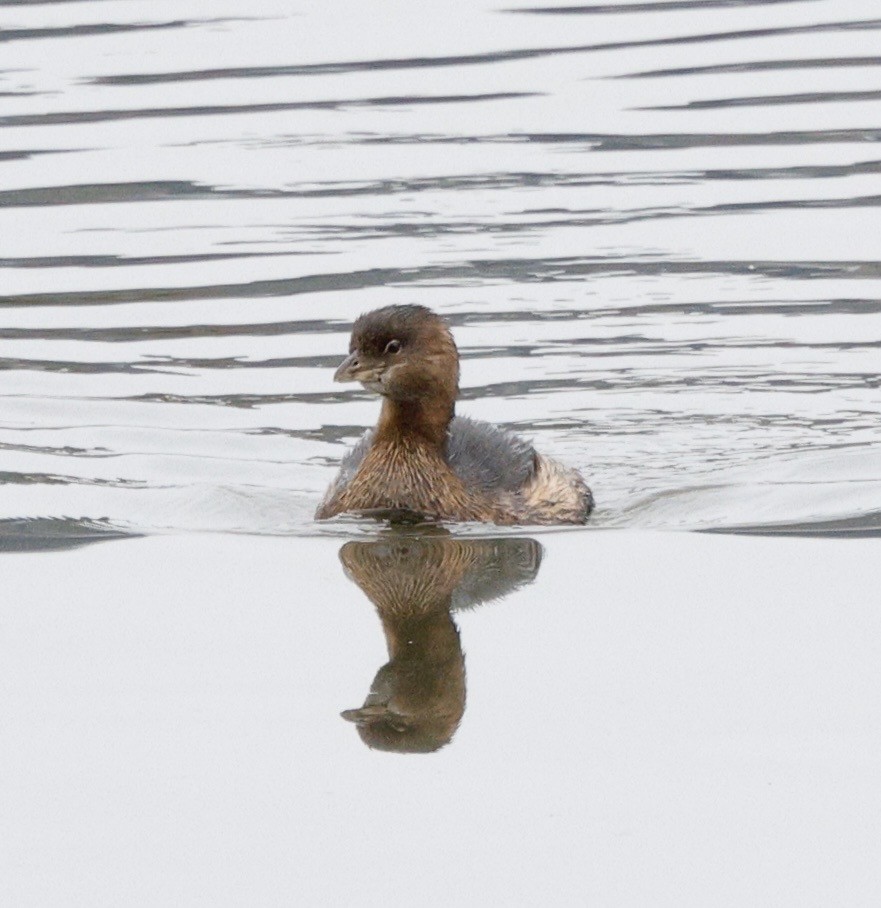 Пірникоза рябодзьоба - ML645964980