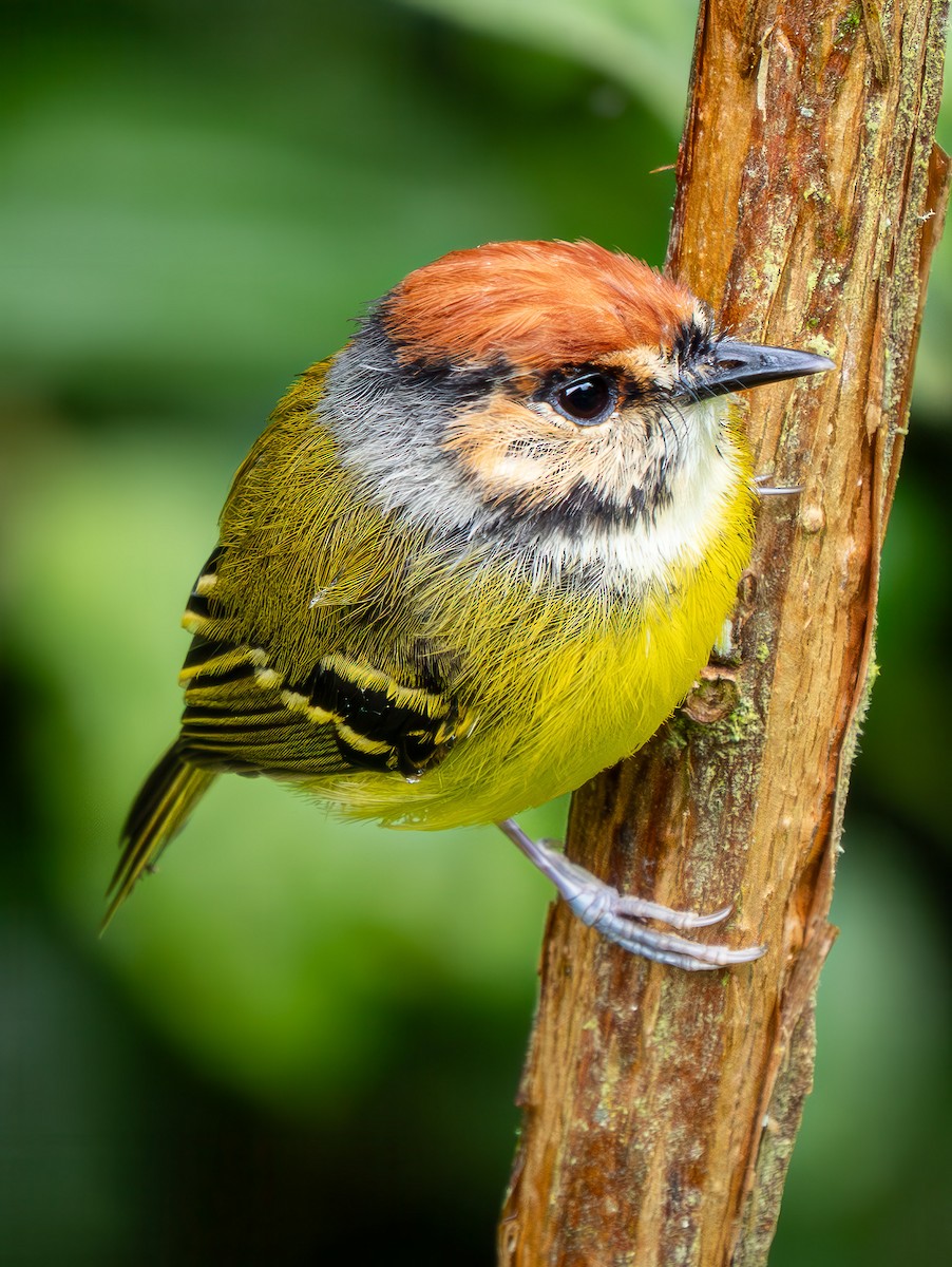 Мухолов рудоголовий - ML645964981