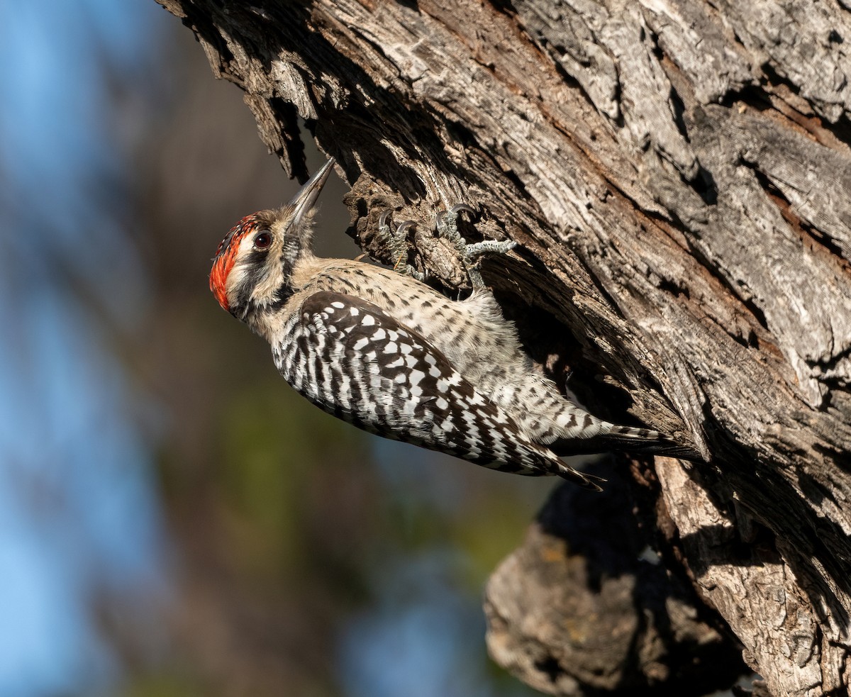 Дятел техаський - ML645964983