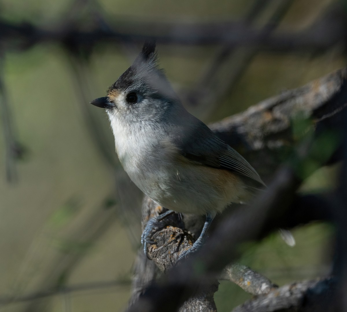 Синиця чорночуба - ML645964984