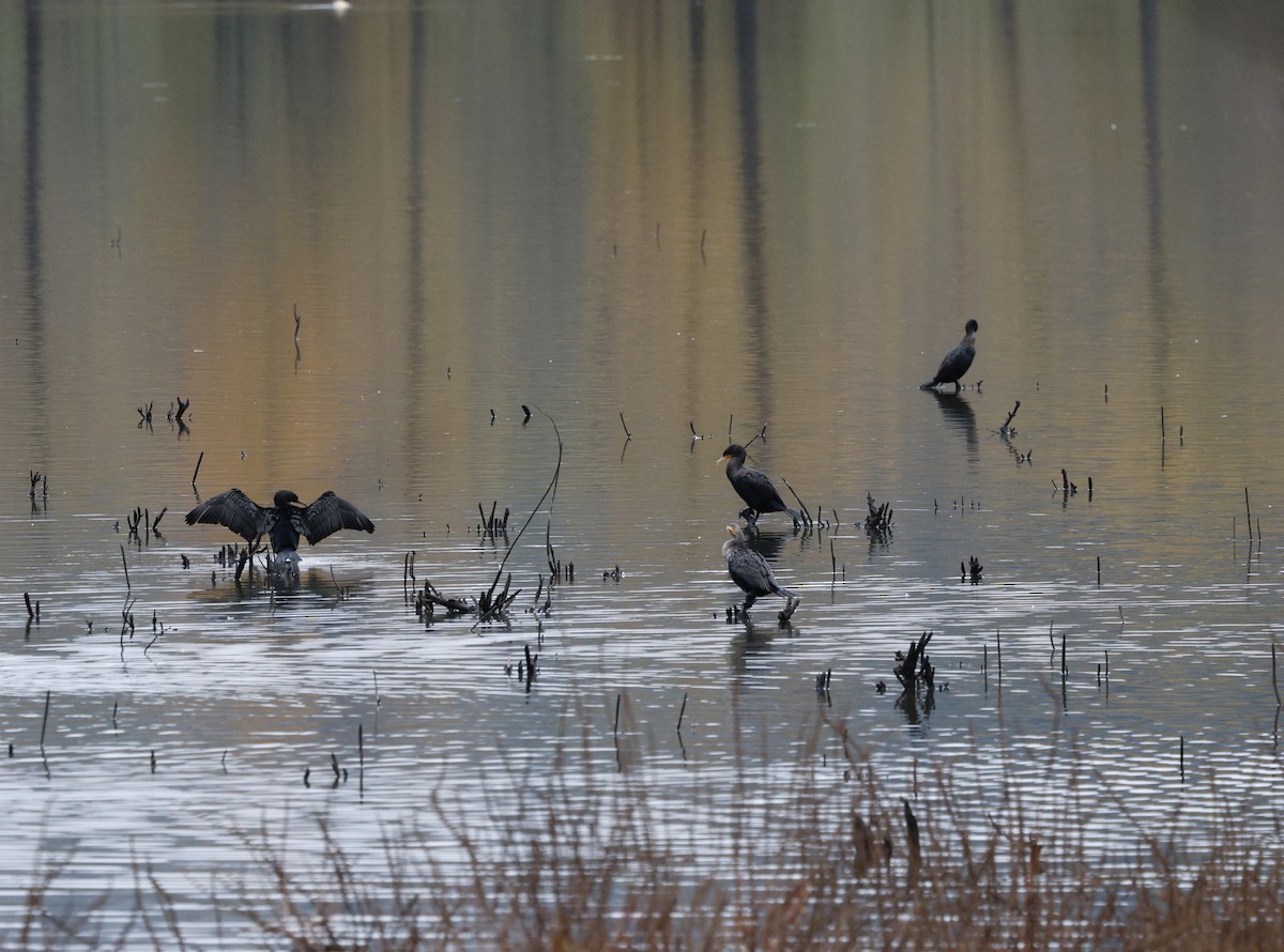 Баклан вухатий - ML645964986