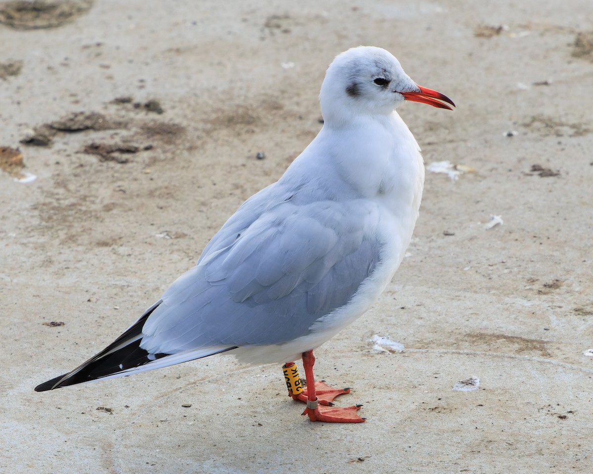 Мартин звичайний - ML645964987