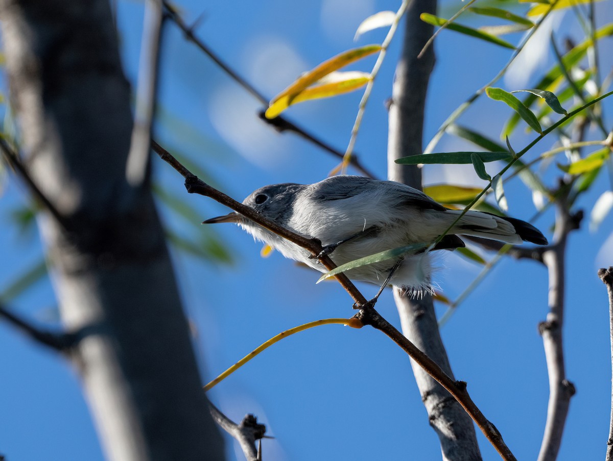 Комароловка сиза - ML645964988