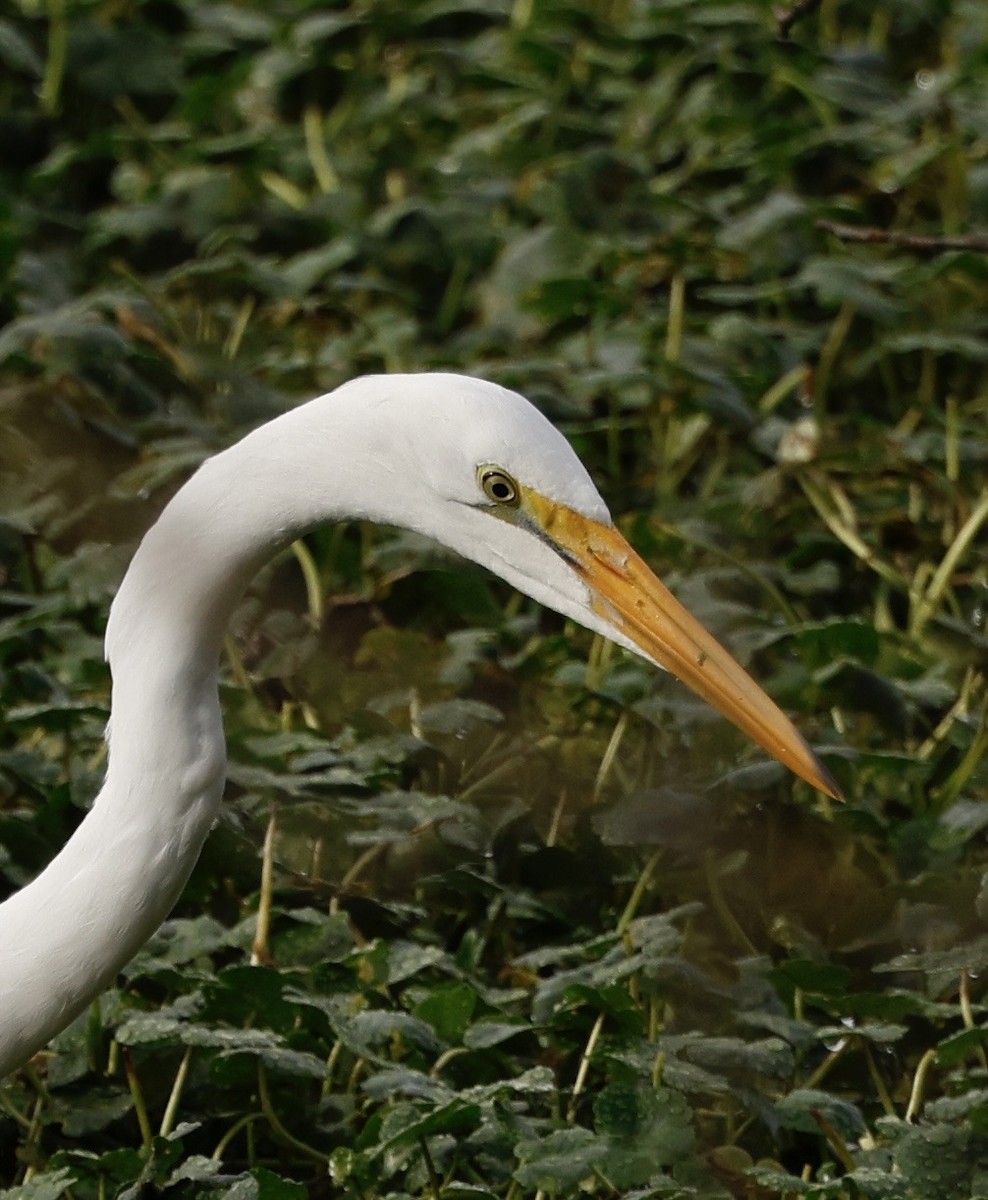 Чапля велика - ML645964989