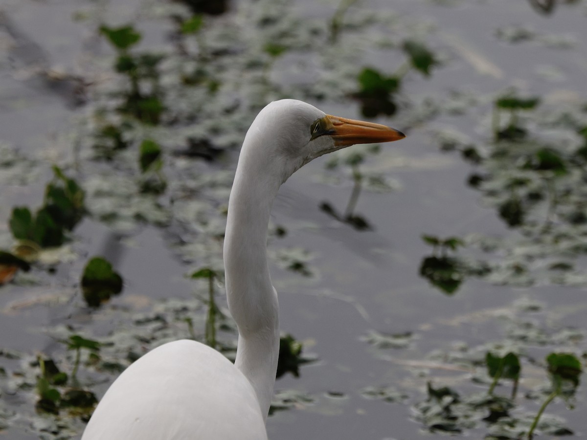 Чапля велика - ML645964990