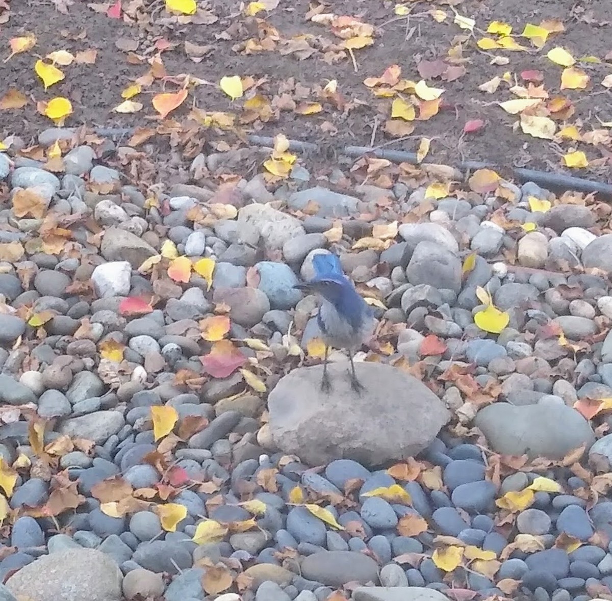 Сойка каліфорнійська - ML645964991