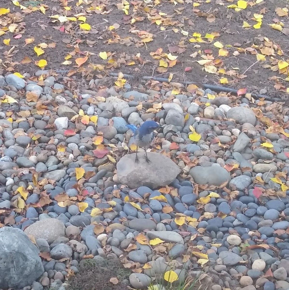 Сойка каліфорнійська - ML645964992