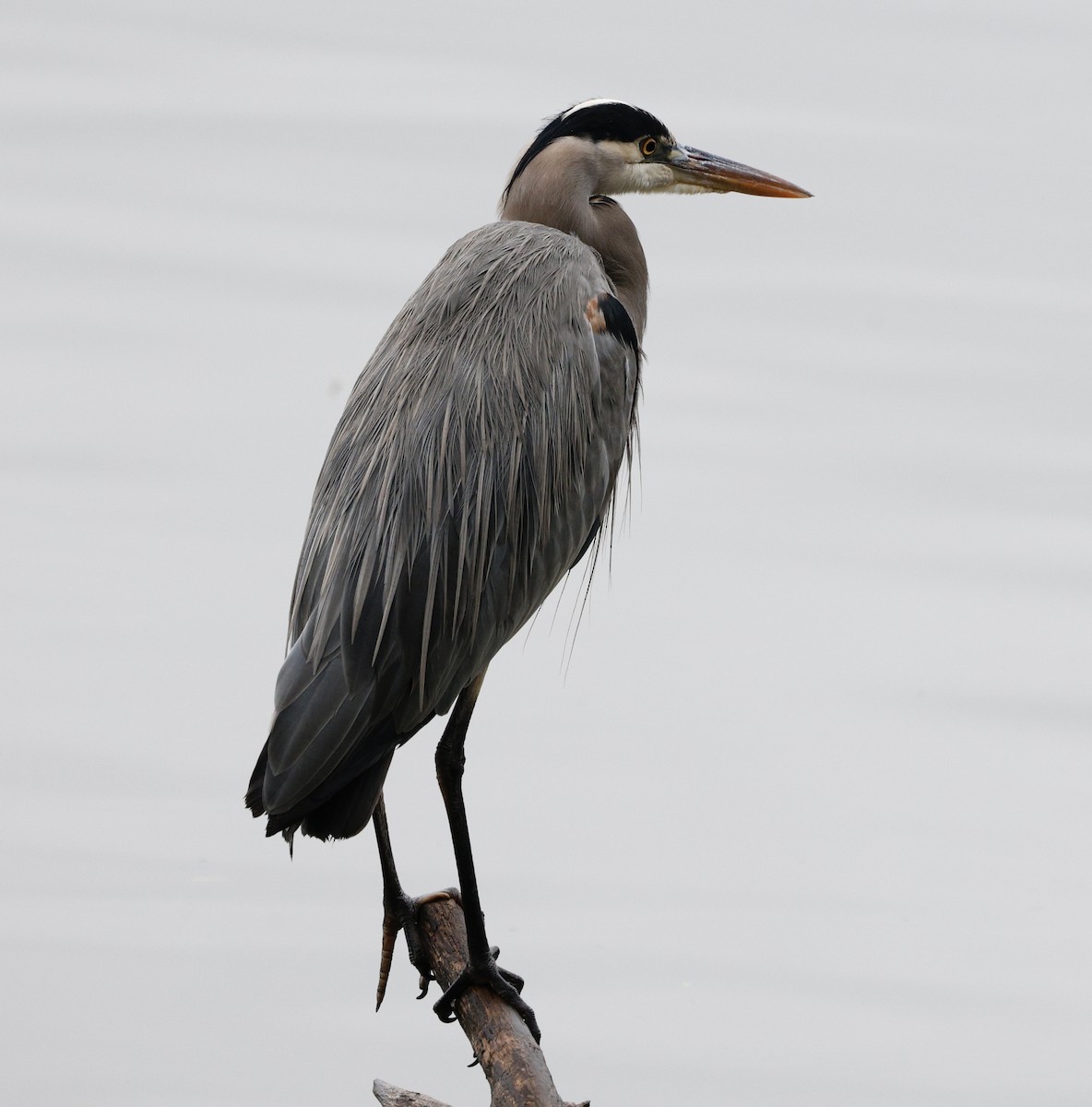Чапля північна - ML645964994