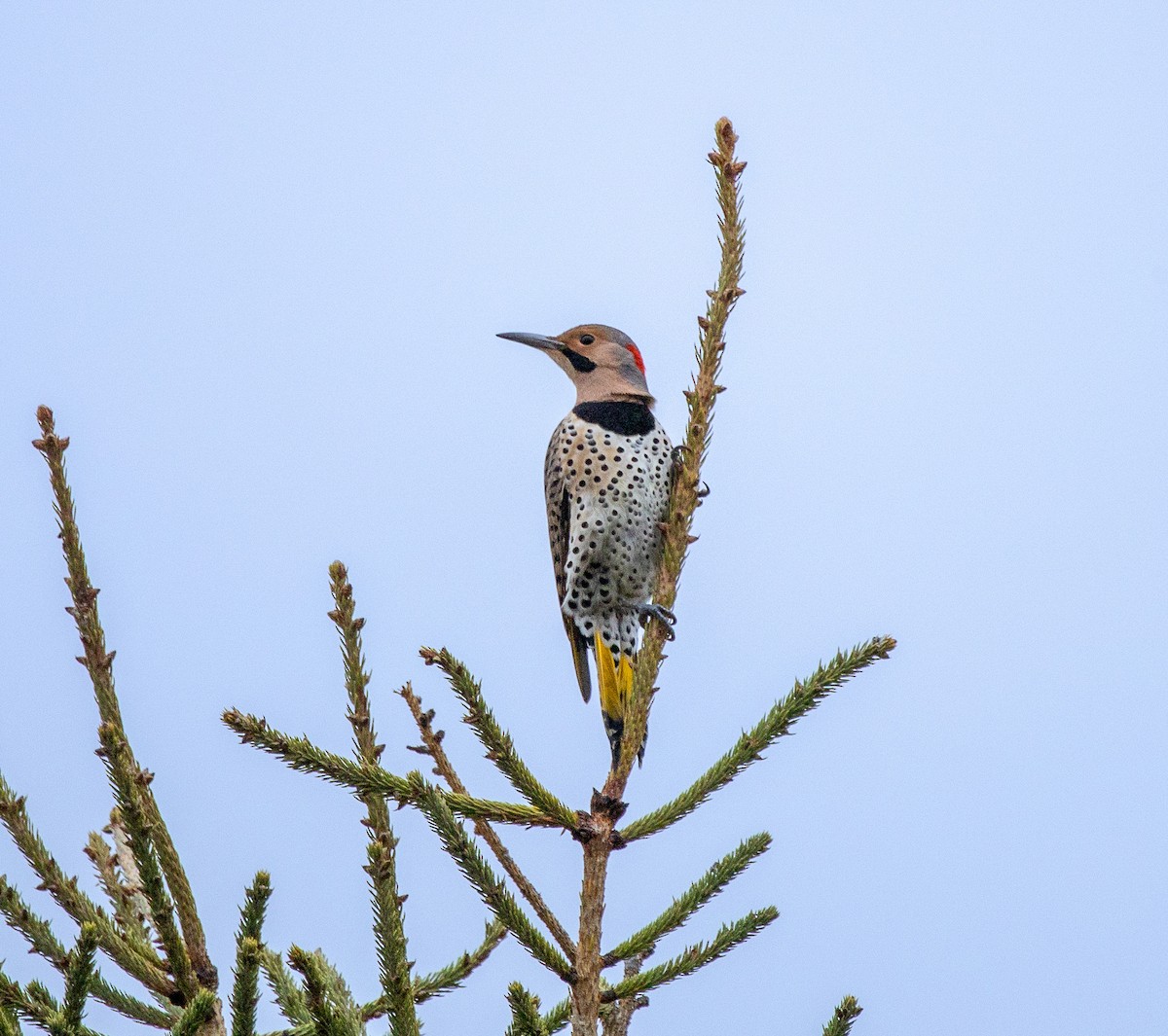 Декол золотистий - ML645964995