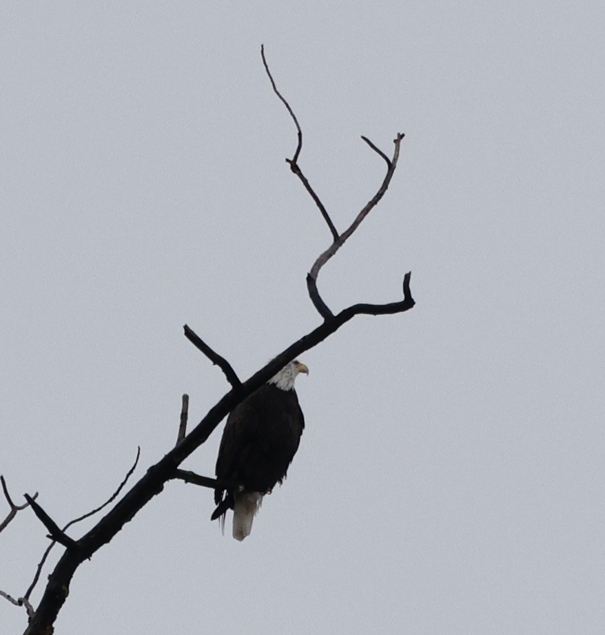 Орлан білоголовий - ML645964996