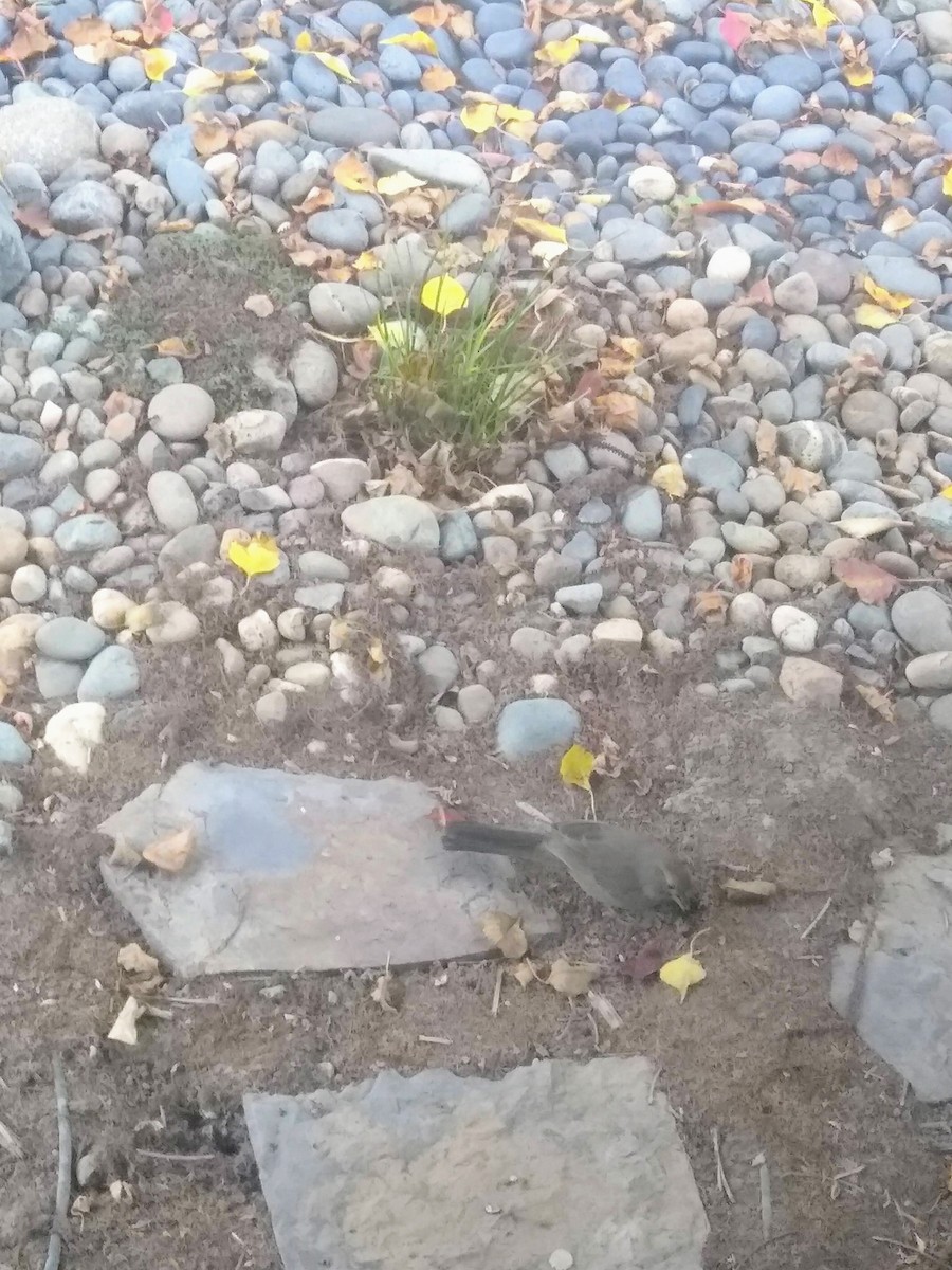 Тауї каліфорнійський - ML645964998