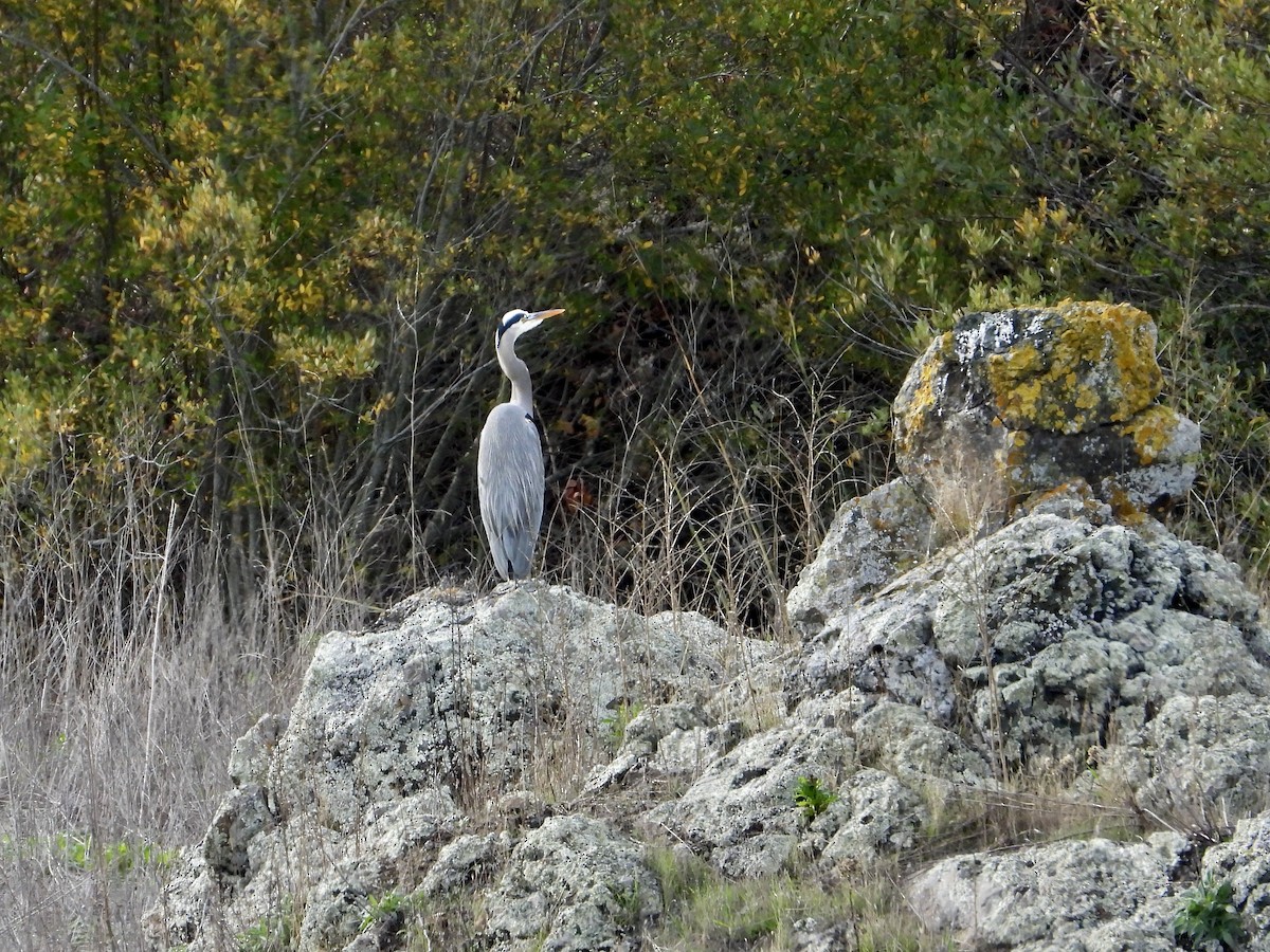 Чапля північна - ML645964999