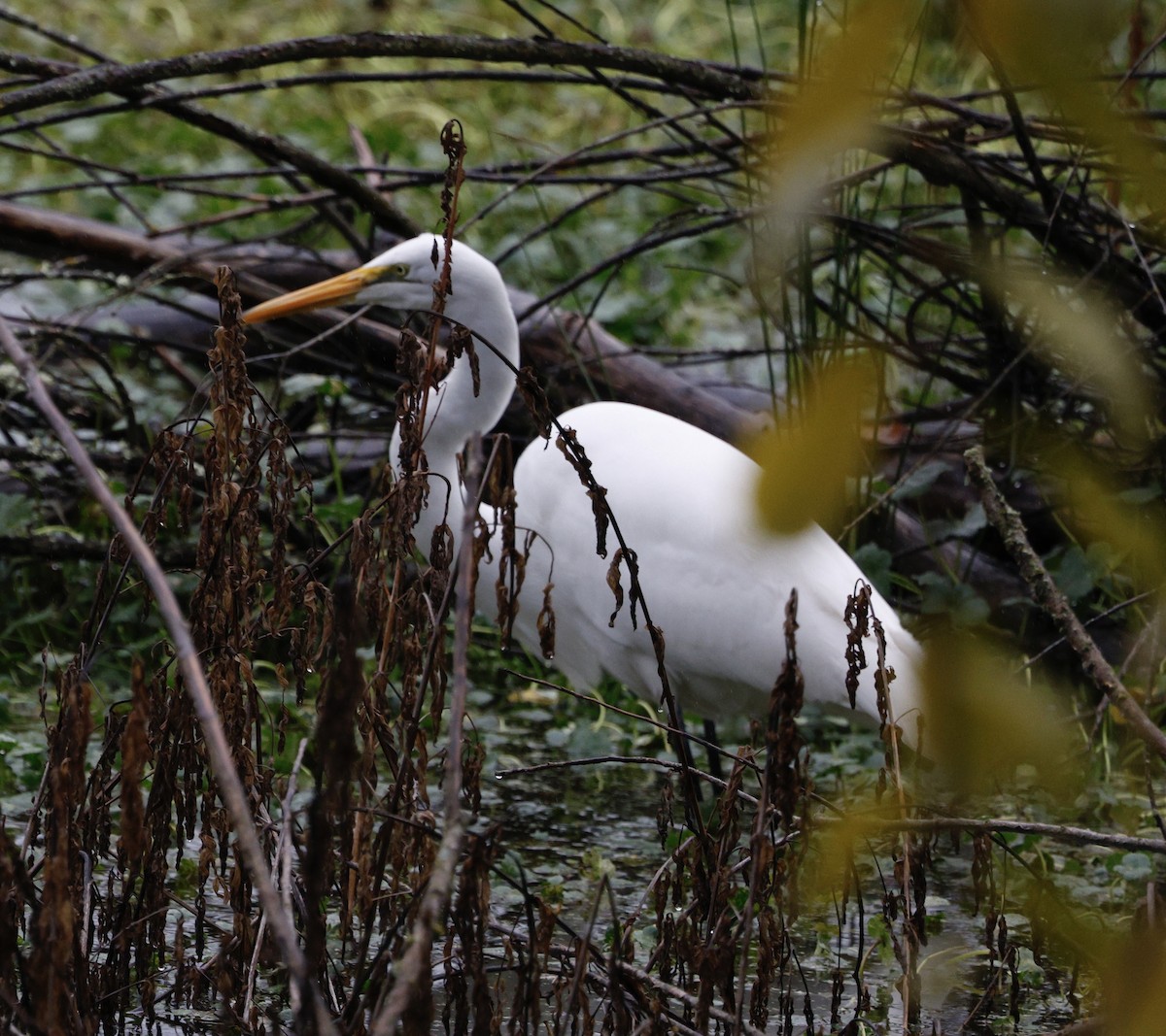 Чапля велика - ML645965000