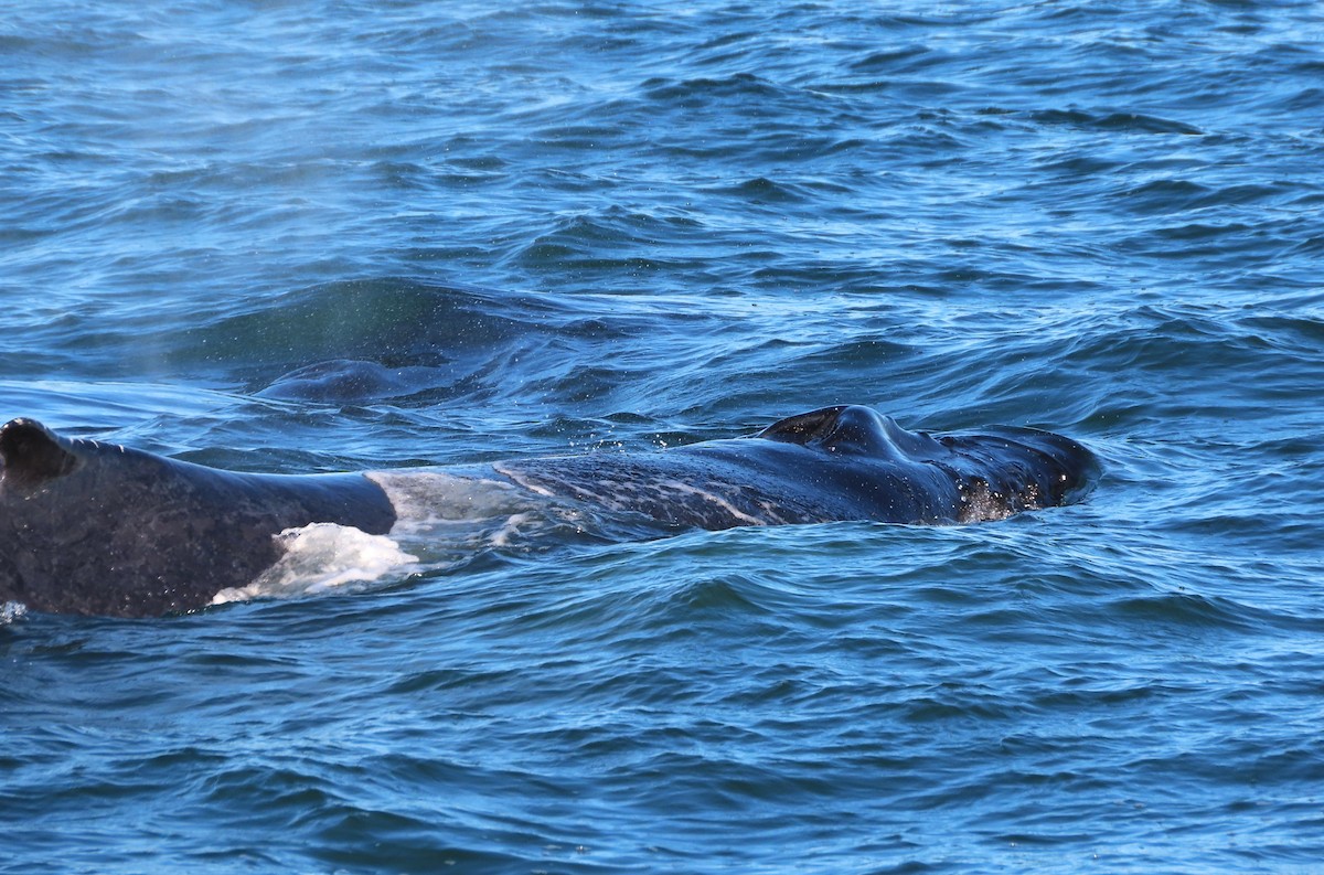 North Atlantic Humpback Whale - ML645965001