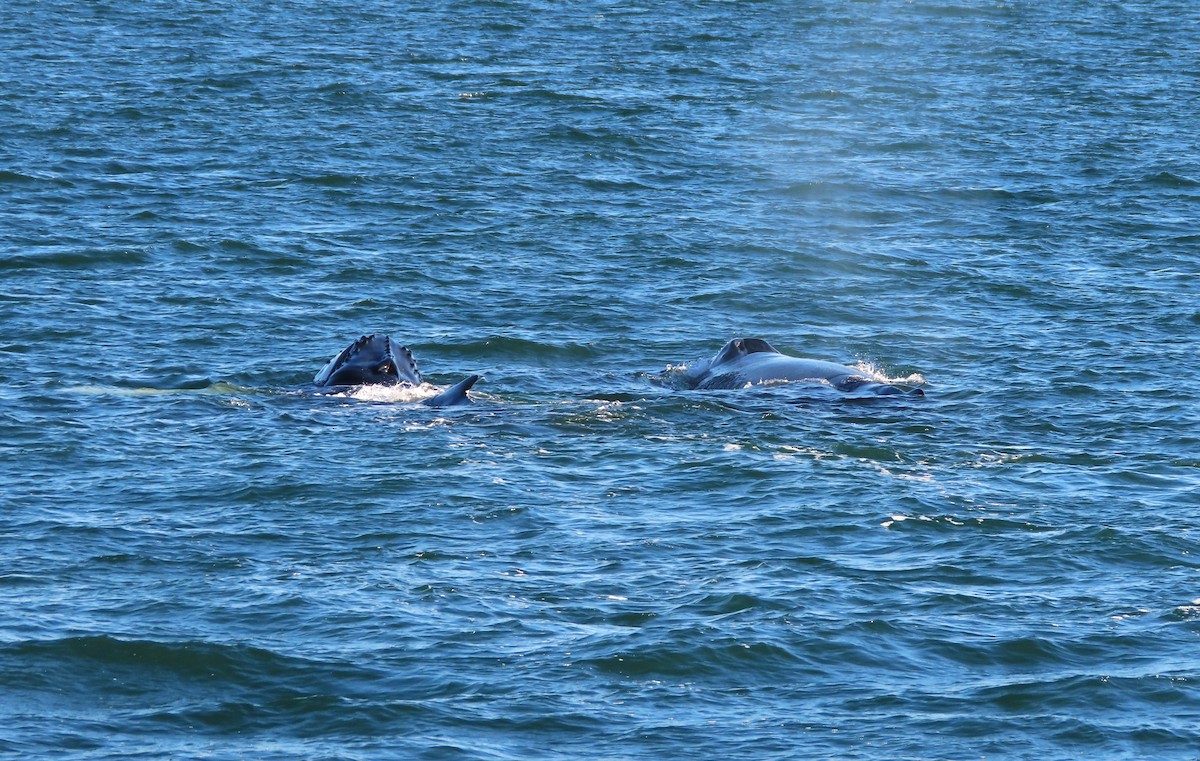 North Atlantic Humpback Whale - ML645965002