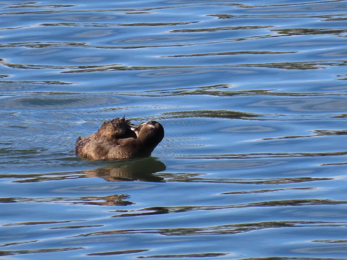 Турпан білолобий - ML645965003