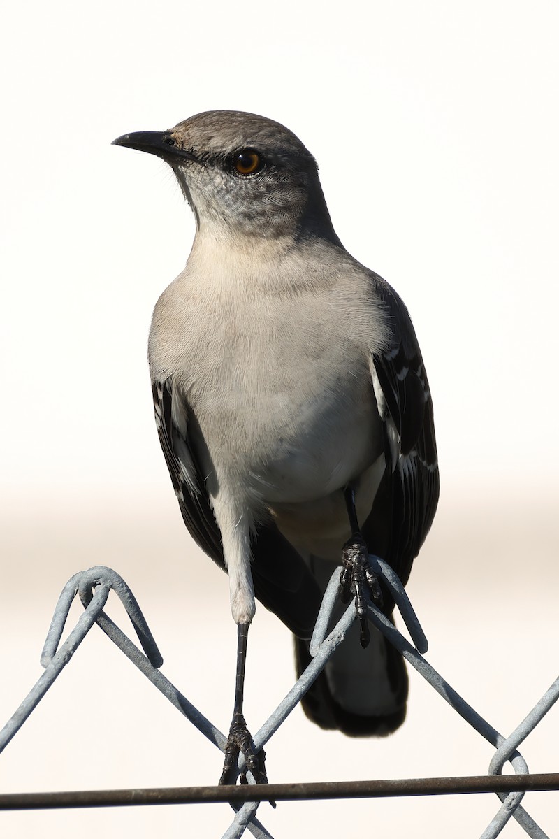 Пересмішник багатоголосий - ML645965004