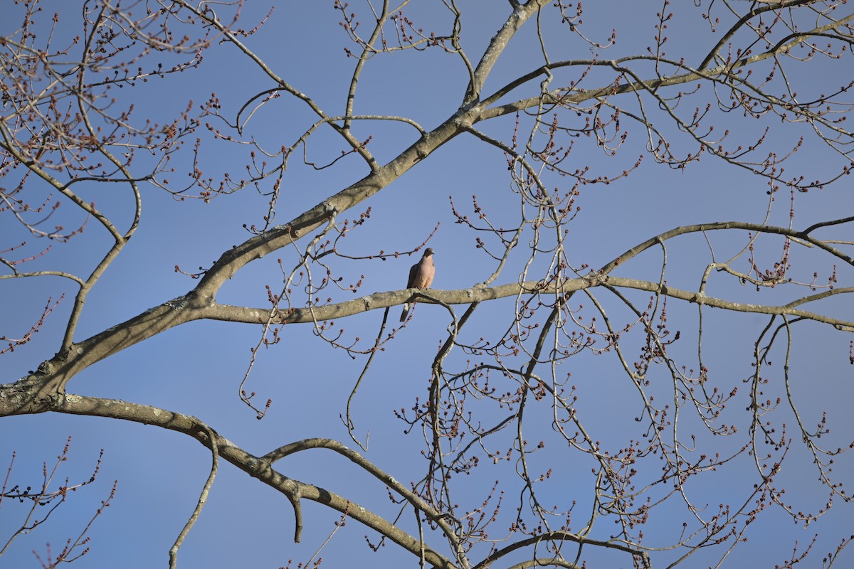 Зенаїда північна - ML645965006