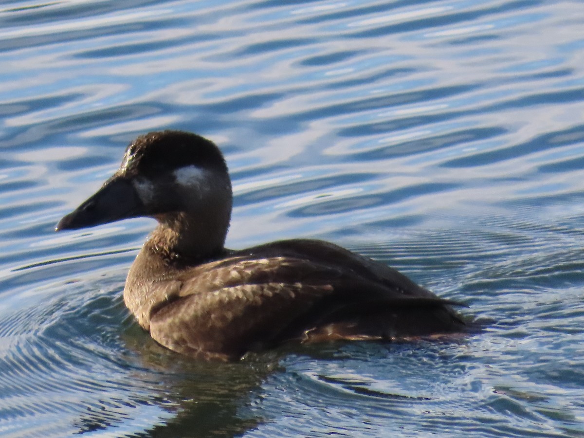 Турпан білолобий - ML645965007