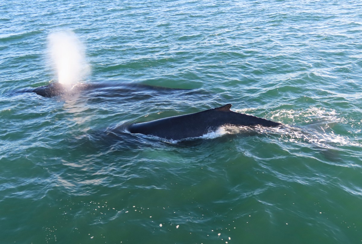 North Atlantic Humpback Whale - ML645965008