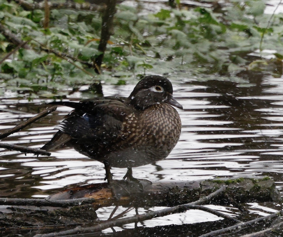 Каролінка - ML645965009