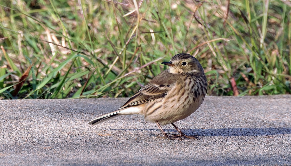 Щеврик американський - ML645965010