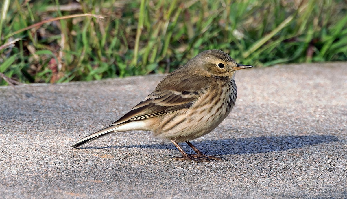 Щеврик американський - ML645965011