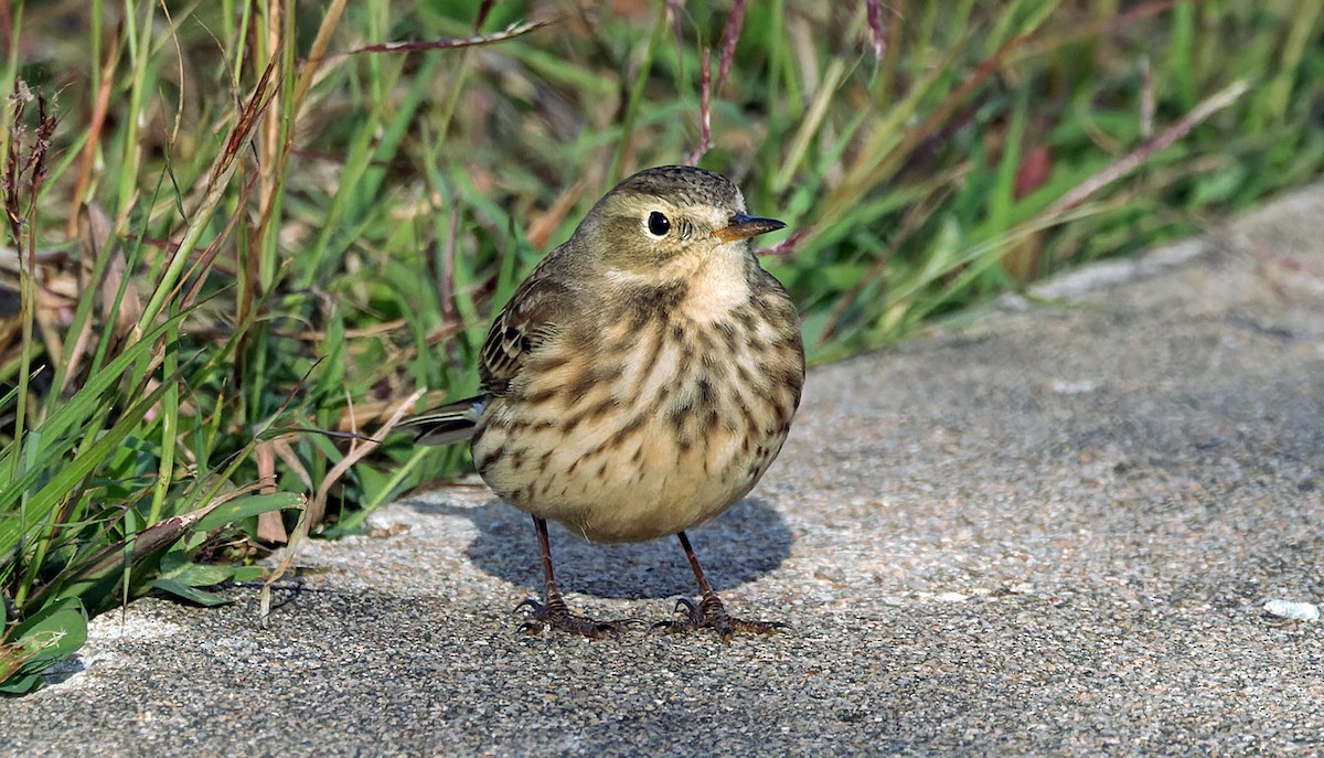 Щеврик американський - ML645965012