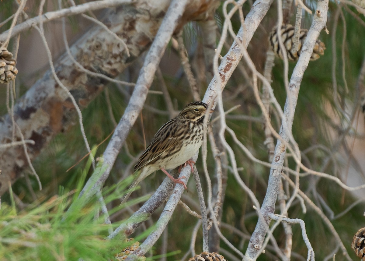 Savannah Sparrow - ML645965013