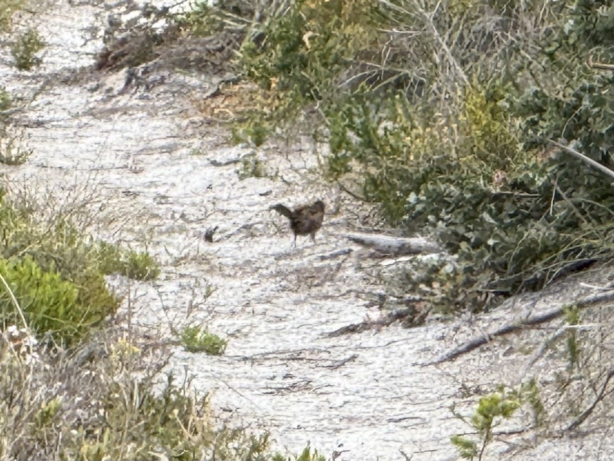 Western Bristlebird - ML645965014