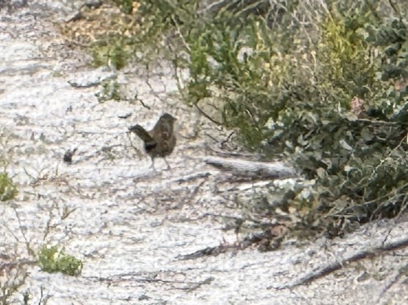 Щетинкодзьоб західний - ML645965015