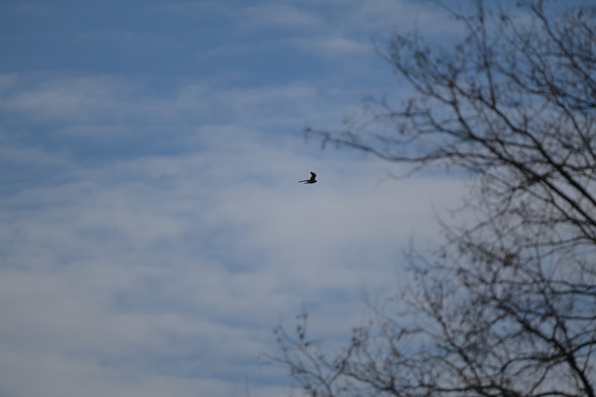 Сапсан - ML645965016