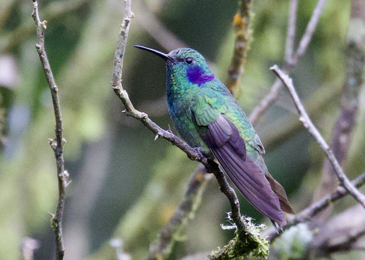 Lesser Violetear - ML645965022