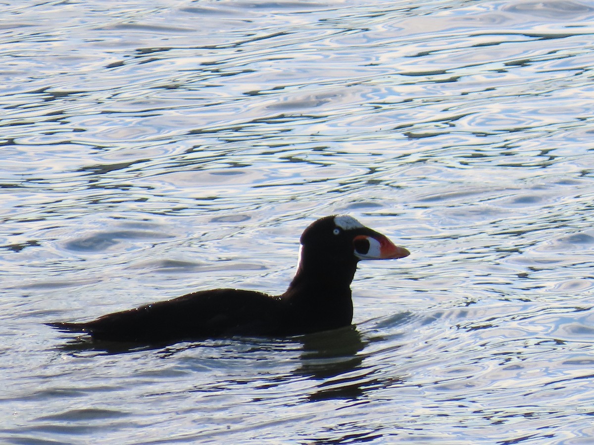 Surf Scoter - ML645965023