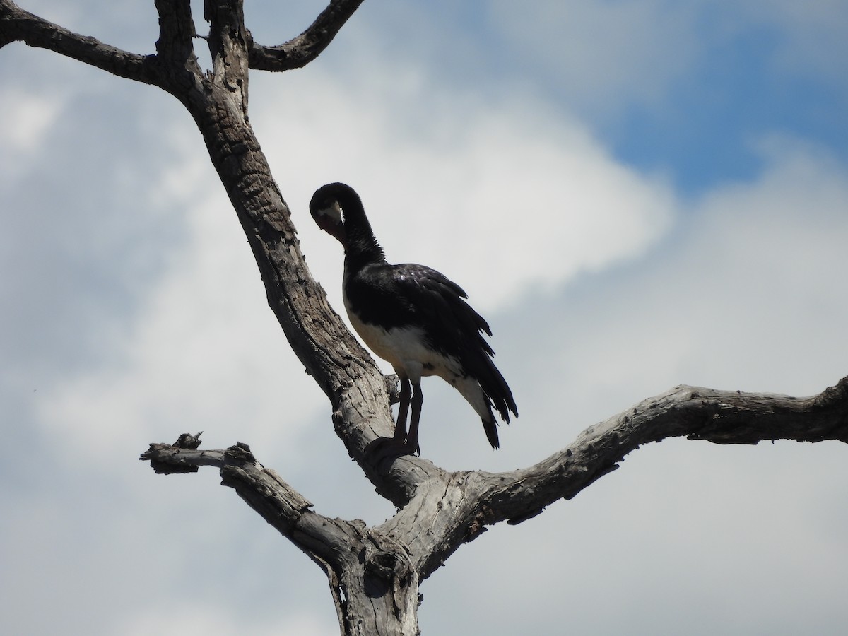 Spur-winged Goose - ML645965024