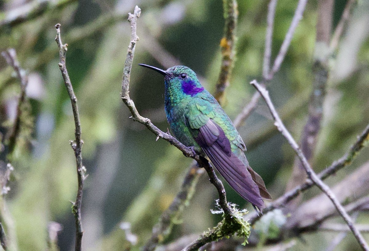 Lesser Violetear - ML645965025