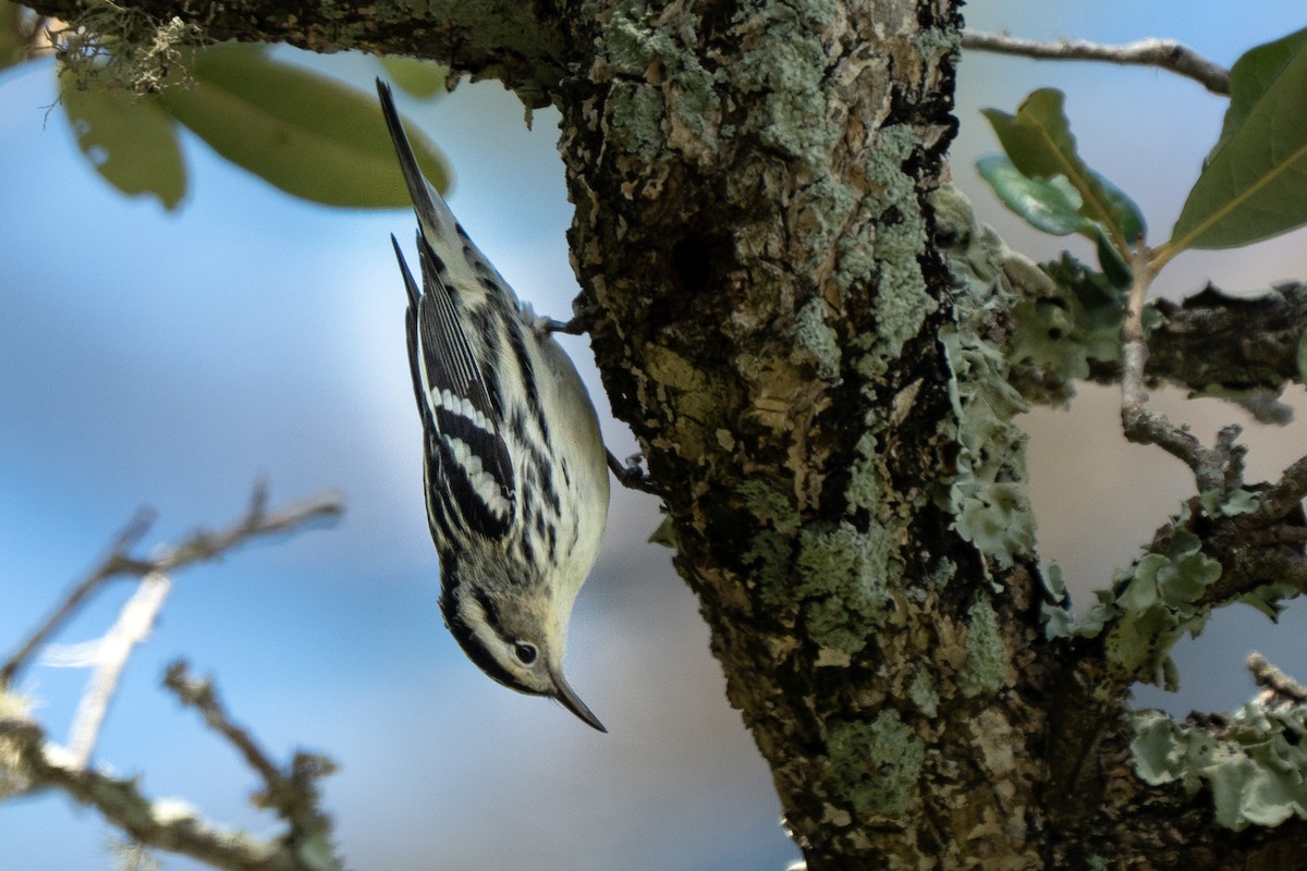 Black-and-white Warbler - ML645965027
