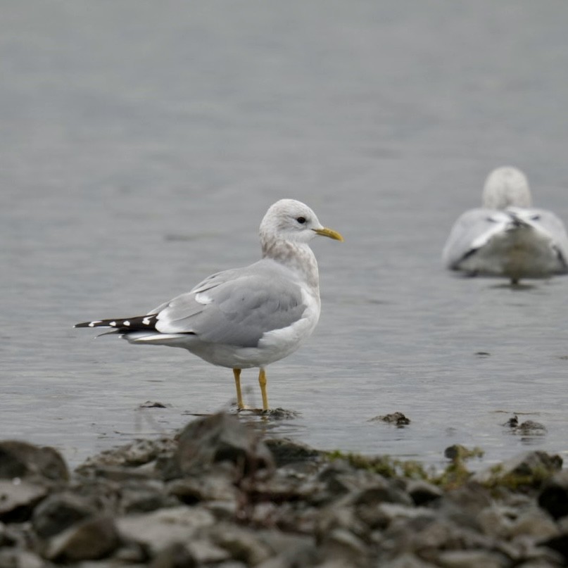 Short-billed Gull - ML645965031