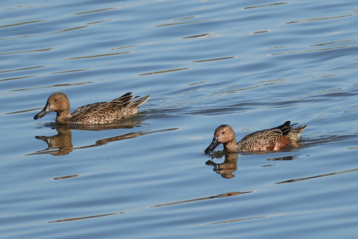 Cinnamon Teal - ML645965032