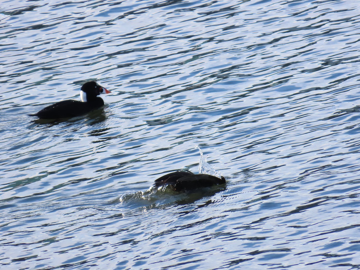 Surf Scoter - ML645965040