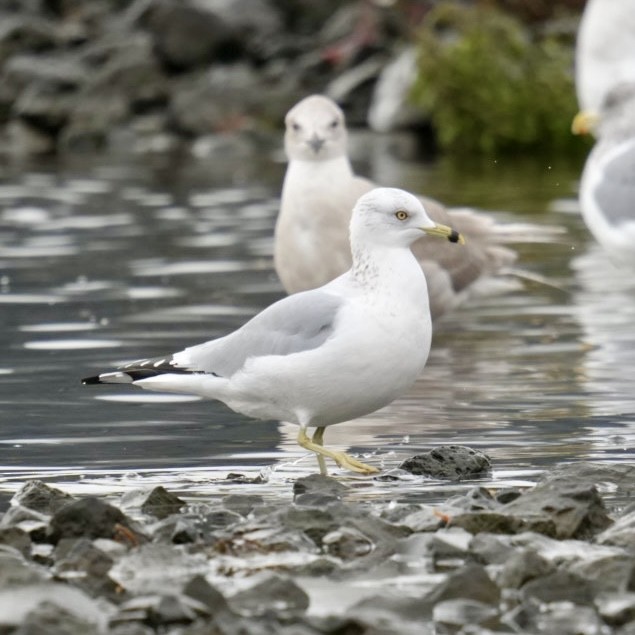 Ring-billed Gull - ML645965042