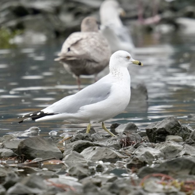 Ring-billed Gull - ML645965043
