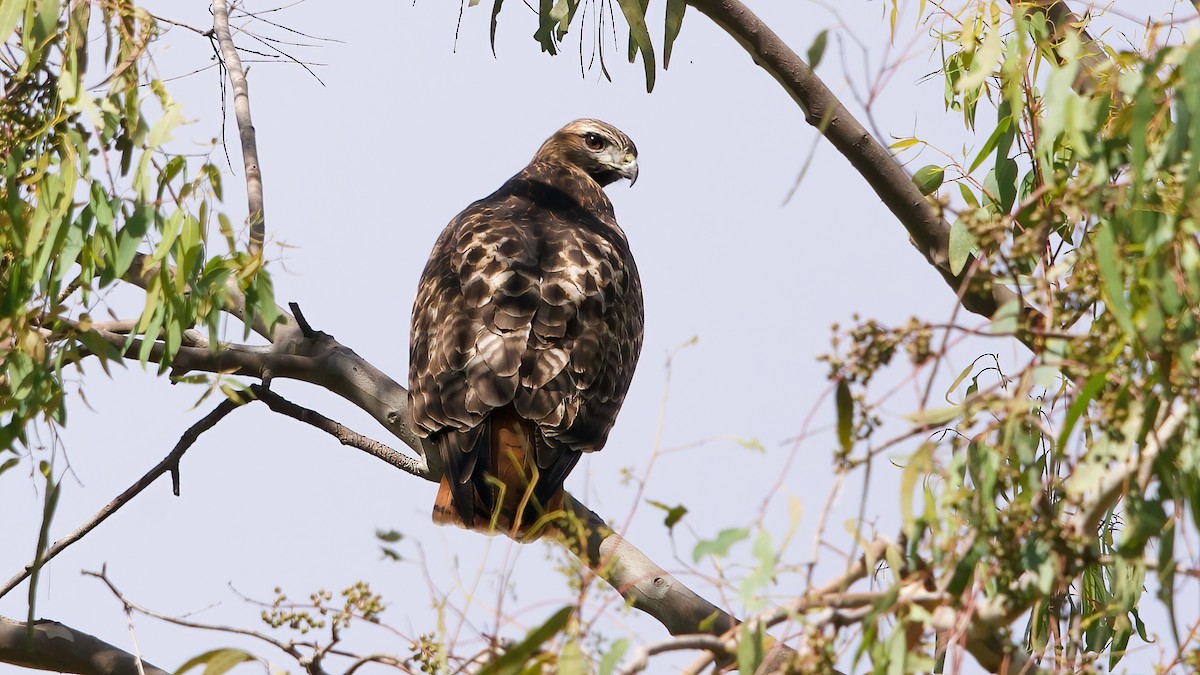 Red-tailed Hawk - ML645965051