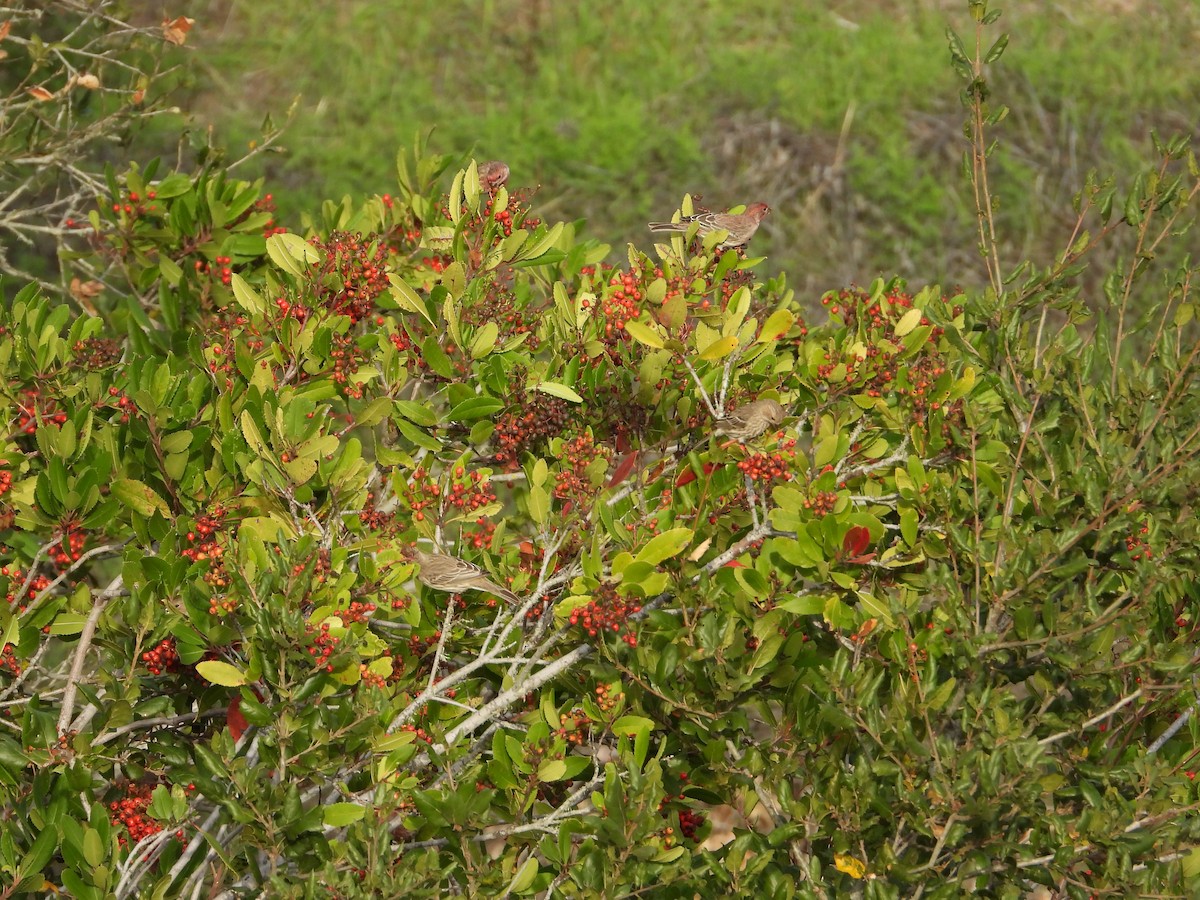 House Finch - ML645965053